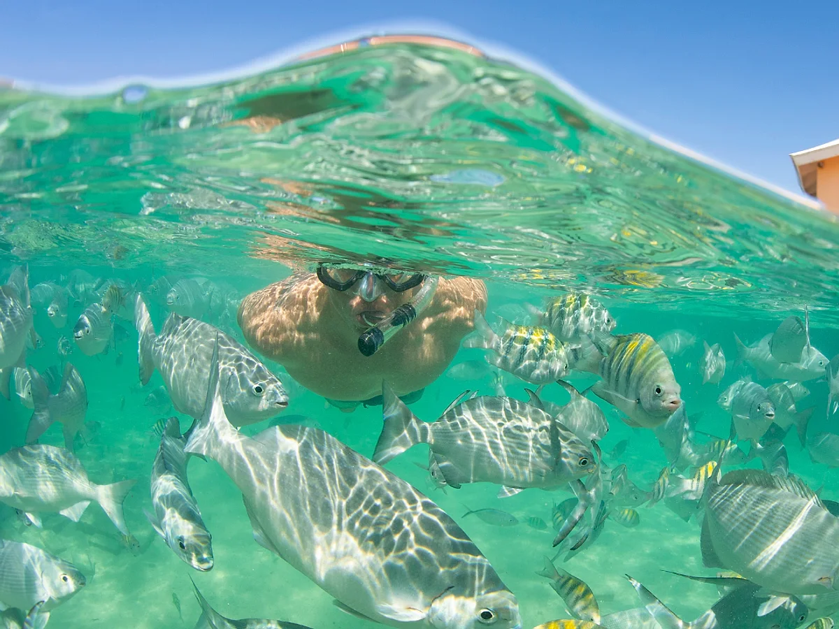 Snorkel the House Reef